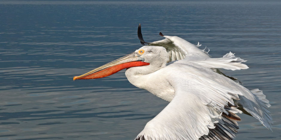 Къдроглав пеликан