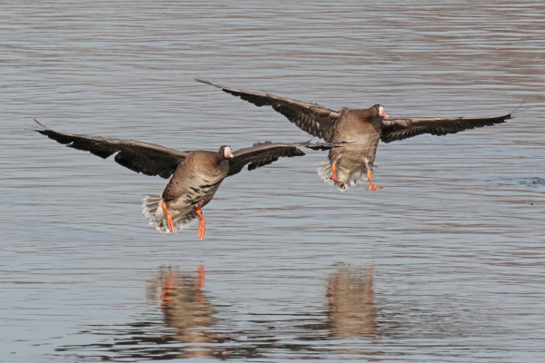 greater white-fronted goose