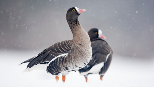 lesser white-fronted goose