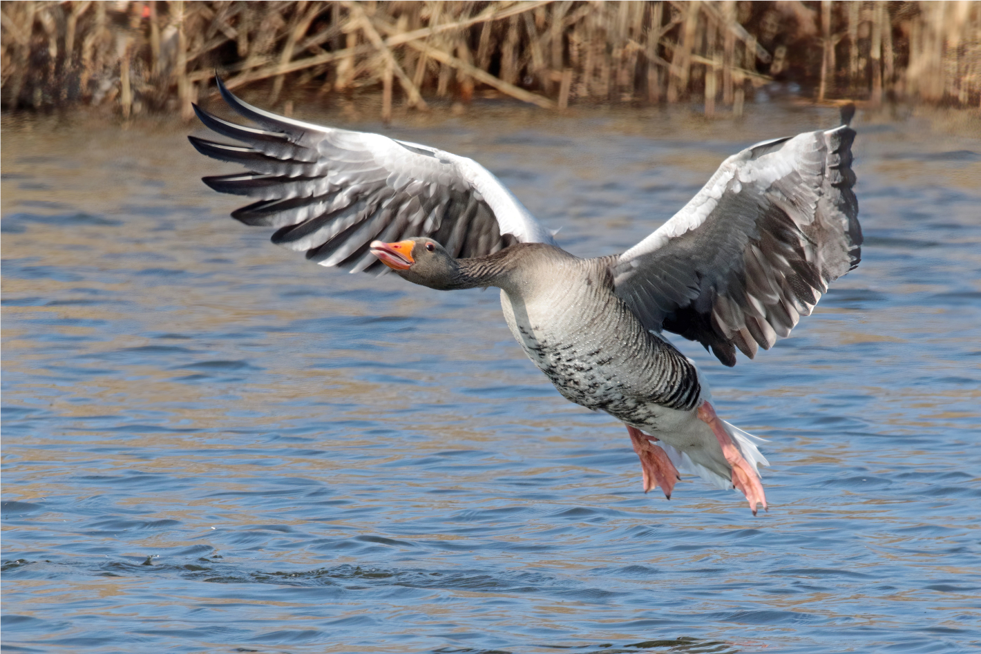 Greylag