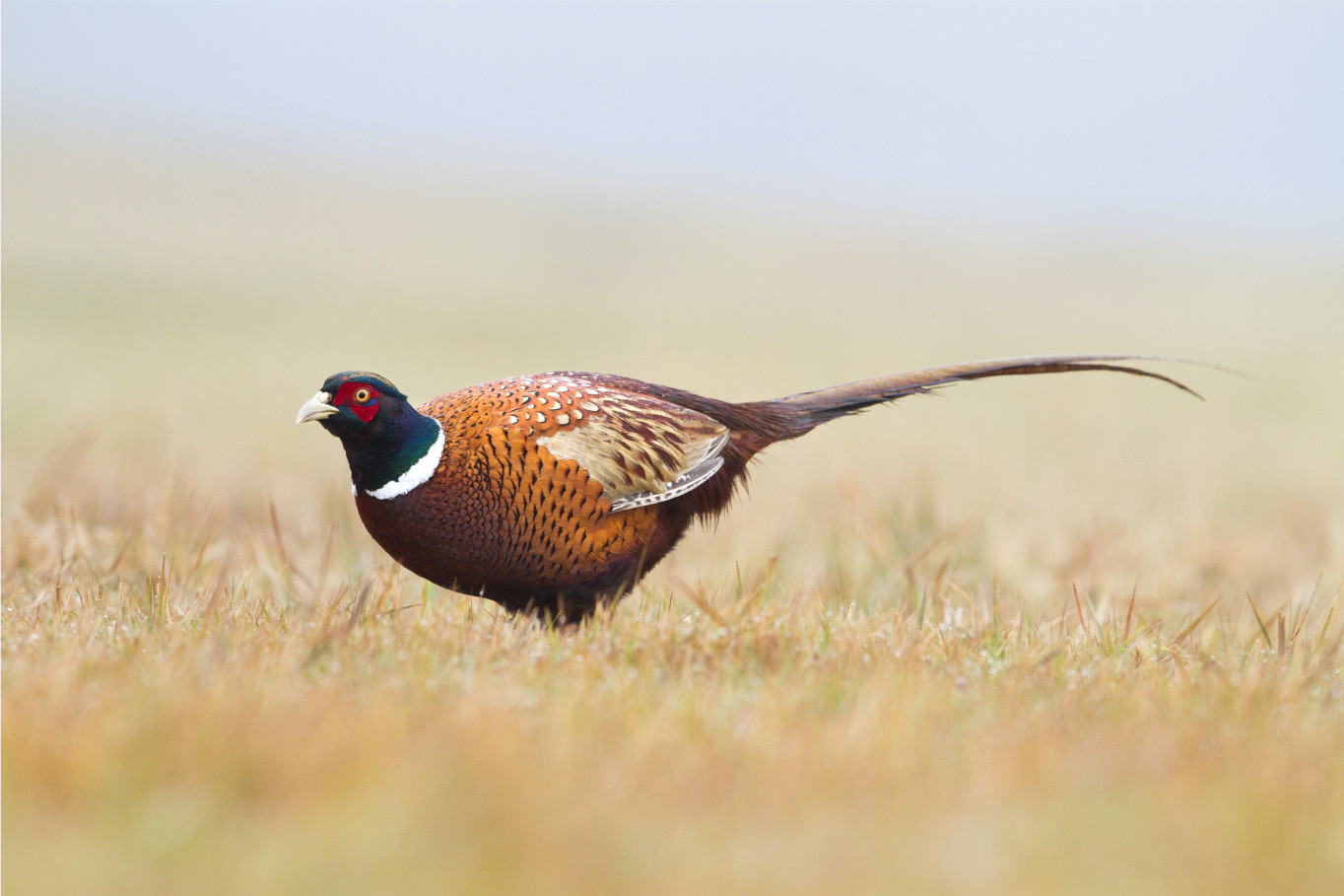 Pheasant