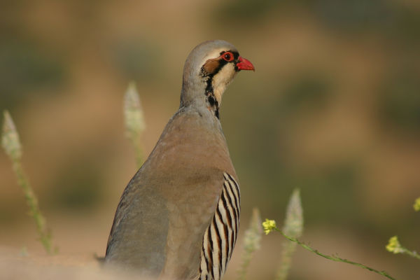 Chukar