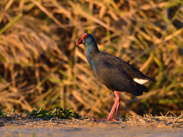 Swamphen