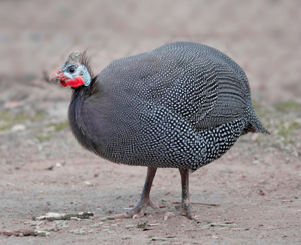 Peacock