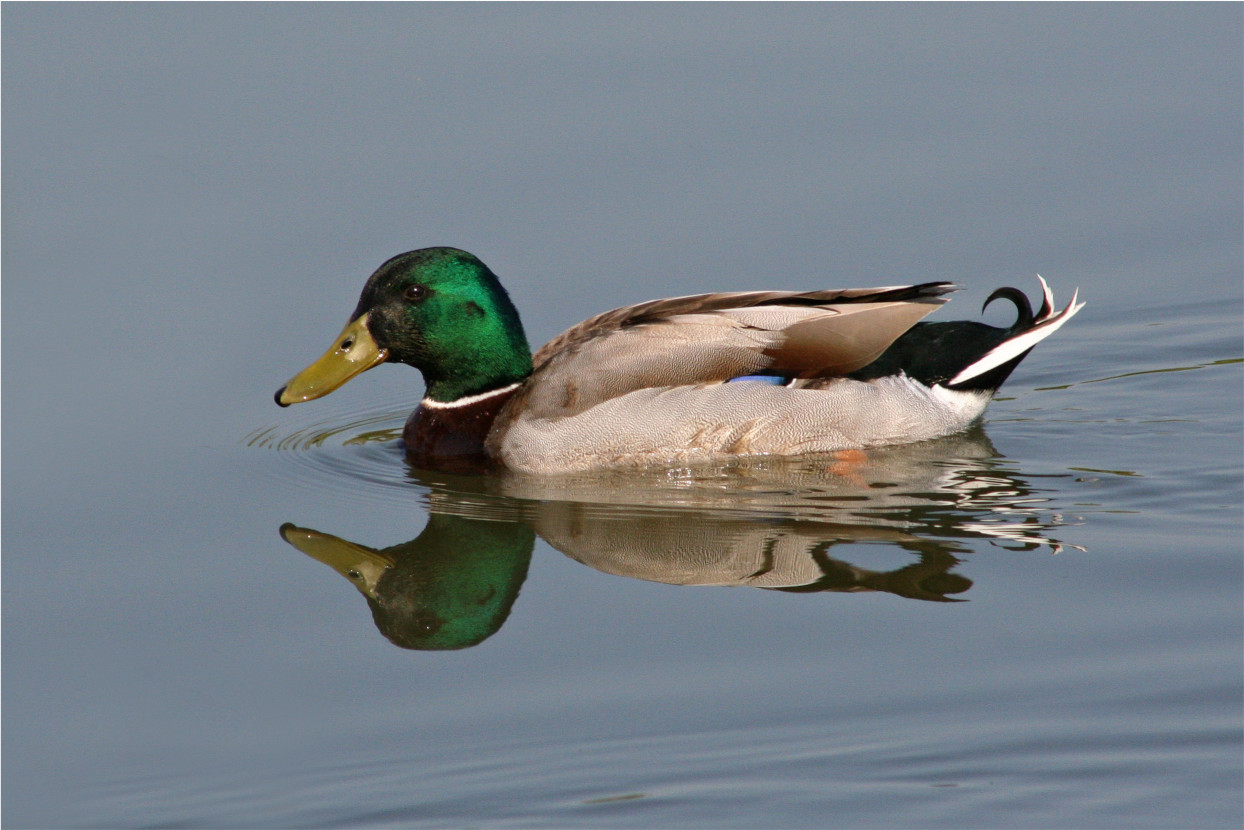 Mallard