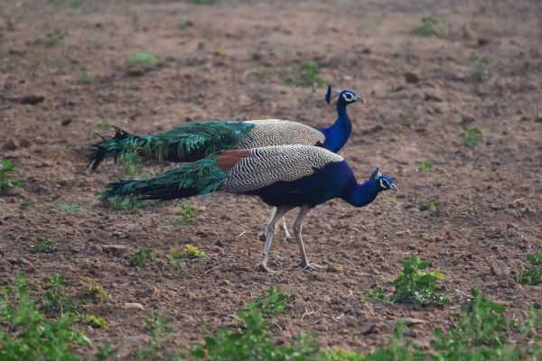 Guineafowl