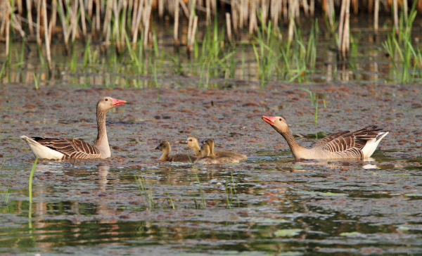 Сивата гъска Сивата гъска