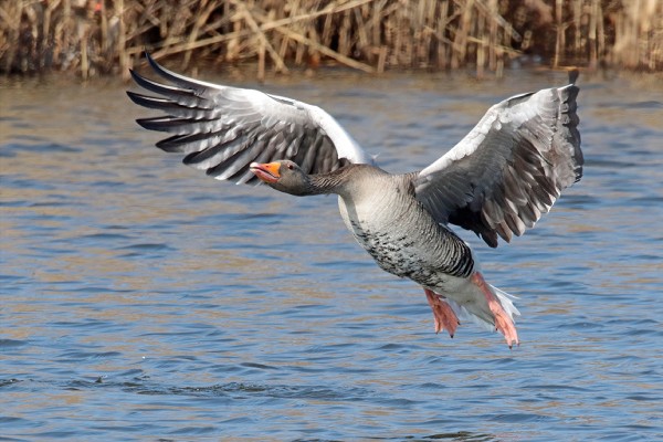 Greylag Greylag