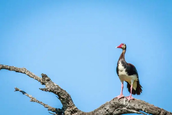 Plectropterus Plectropterus