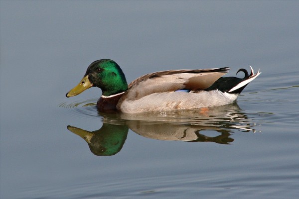 Mallard