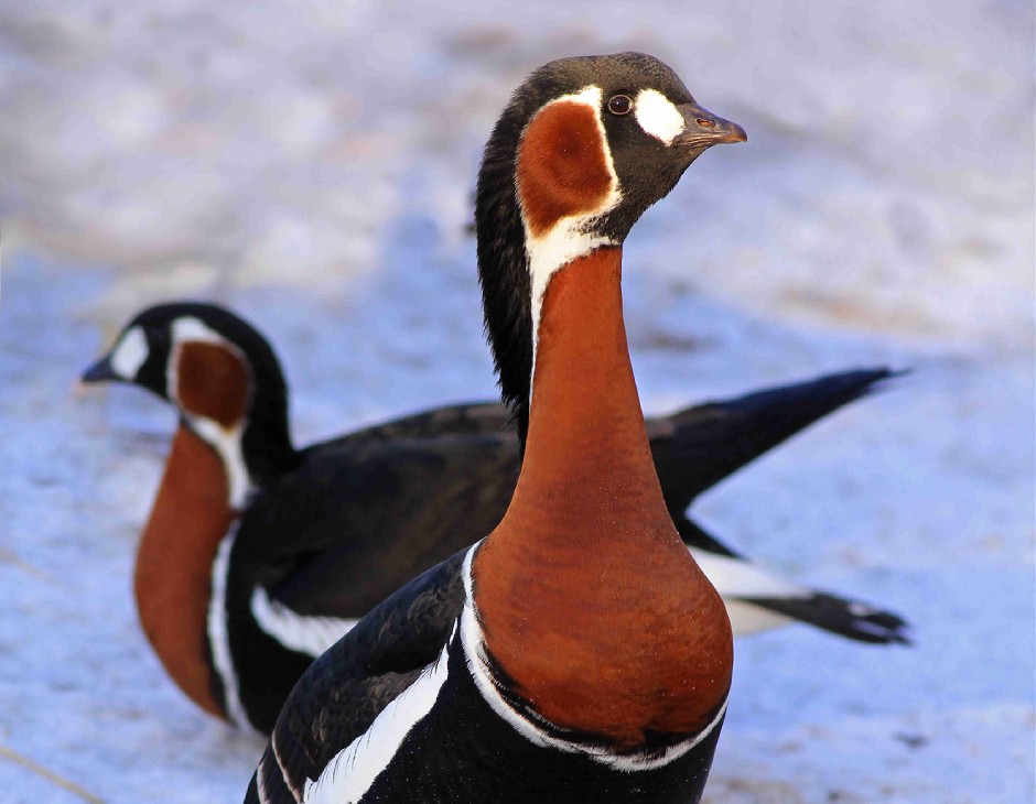 Червеногуша гъска