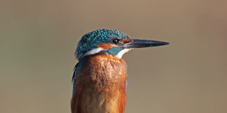 Земеродно рибарче