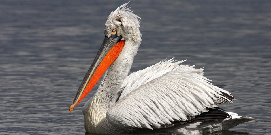 Къдроглав пеликан